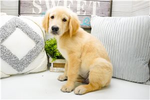 Abner - Golden Retriever for sale