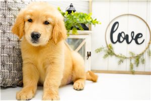 Veronica - Golden Retriever for sale