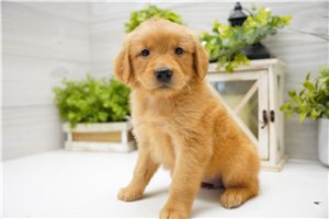 Vespa - puppy for sale