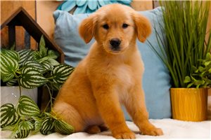 Ella - Golden Retriever for sale