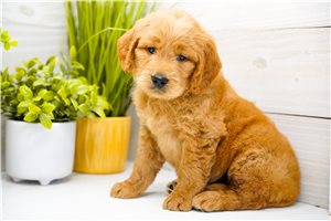 Puja - puppy for sale