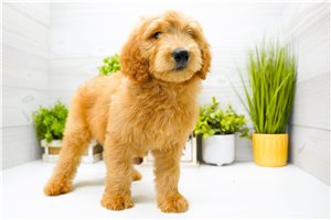 Nani - Goldendoodle for sale
