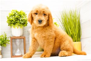 Puja - Goldendoodle for sale