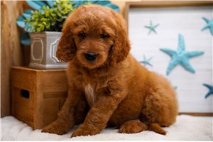 Caleb - Goldendoodle for sale