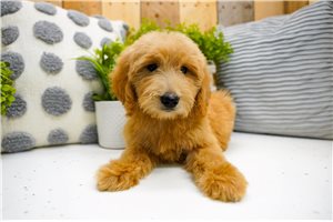 Miracle - Goldendoodle for sale