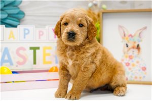 Cooper - Goldendoodle for sale
