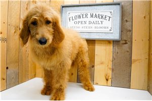 Pandora - Goldendoodle for sale