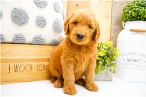 Nani - Goldendoodle for sale