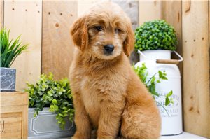 Puja - Goldendoodle for sale