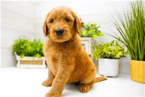 Nani - Goldendoodle for sale