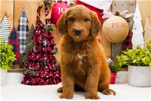 Denzel - Goldendoodle for sale