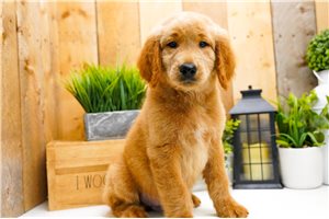 Patrick - Goldendoodle for sale