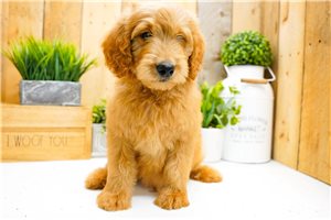 Niles - Goldendoodle for sale