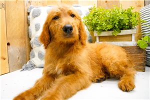 Zara - Goldendoodle for sale