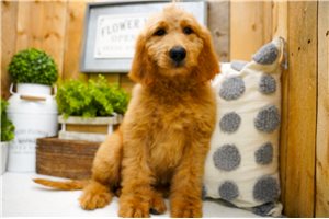 Paige - Goldendoodle for sale