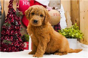 Dervish - Goldendoodle for sale