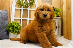 Amaury - Goldendoodle for sale