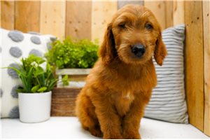 Zinnia - puppy for sale