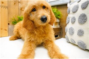Pandora - Goldendoodle for sale