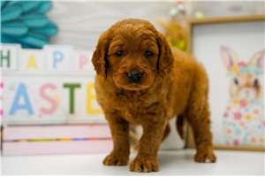 Camila - puppy for sale