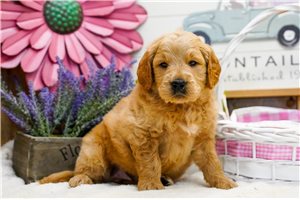 Cooper - Goldendoodle for sale