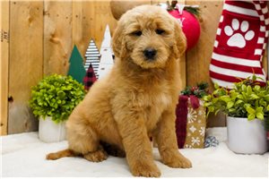 Darcy - Goldendoodle for sale