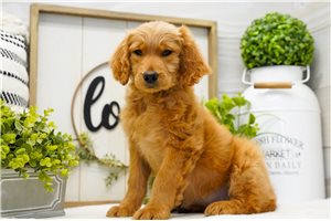 Fern - Goldendoodle for sale