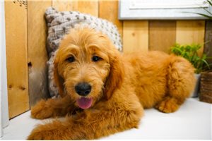 Puja - Goldendoodle for sale