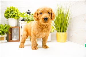 Nate - Goldendoodle for sale