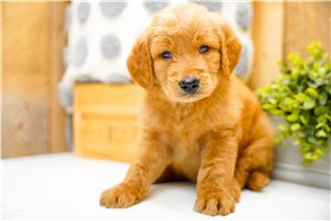 Peter - puppy for sale