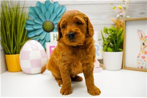 Claire - puppy for sale