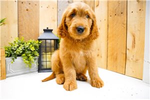 Nate - Goldendoodle for sale
