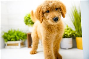 Paul - Goldendoodle for sale