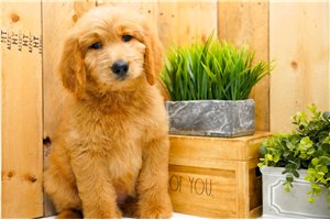 Paige - Goldendoodle for sale