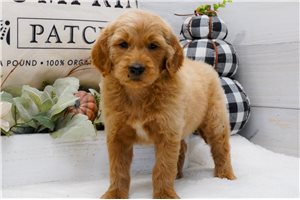 Kason - puppy for sale