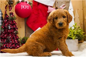 Deputy - Goldendoodle for sale
