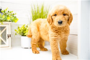 Pandora - puppy for sale