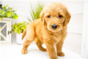 Nole - Goldendoodle for sale