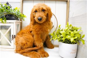 Zinnia - Goldendoodle for sale