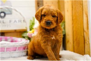 Chloe - Goldendoodle for sale