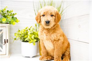 Patrick - Goldendoodle for sale
