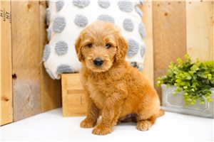 Nole - puppy for sale