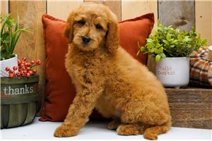 Kerry - puppy for sale