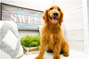 Zara - Goldendoodle for sale