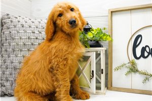 Zara - Goldendoodle for sale