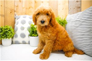 Zuri - puppy for sale