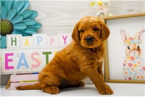 Chloe - Goldendoodle for sale