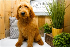 Nani - Goldendoodle for sale