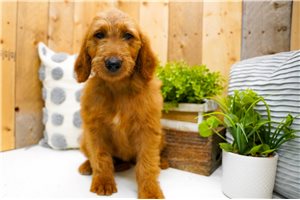 Zinnia - Goldendoodle for sale