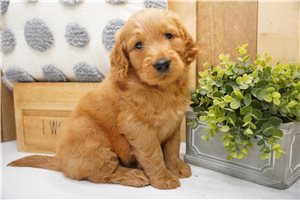 Nate - Goldendoodle for sale